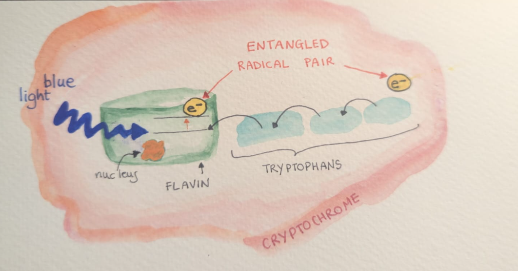 Watercolour diagram: blue light enters the flavin inside cryptochrome; an electron hops along three tryptophans, leaving an entangled radical pair